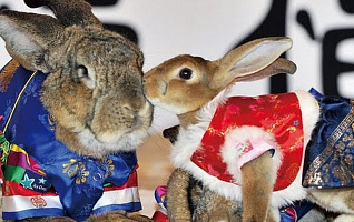 2023 год Кролика или Зайца? Каким он будет?