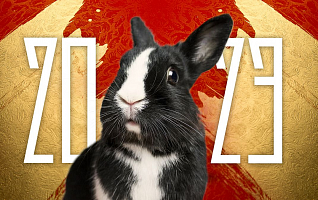 Что обещал нам Чёрный Водяной Кролик на 2023 год? Что уже сбылось?